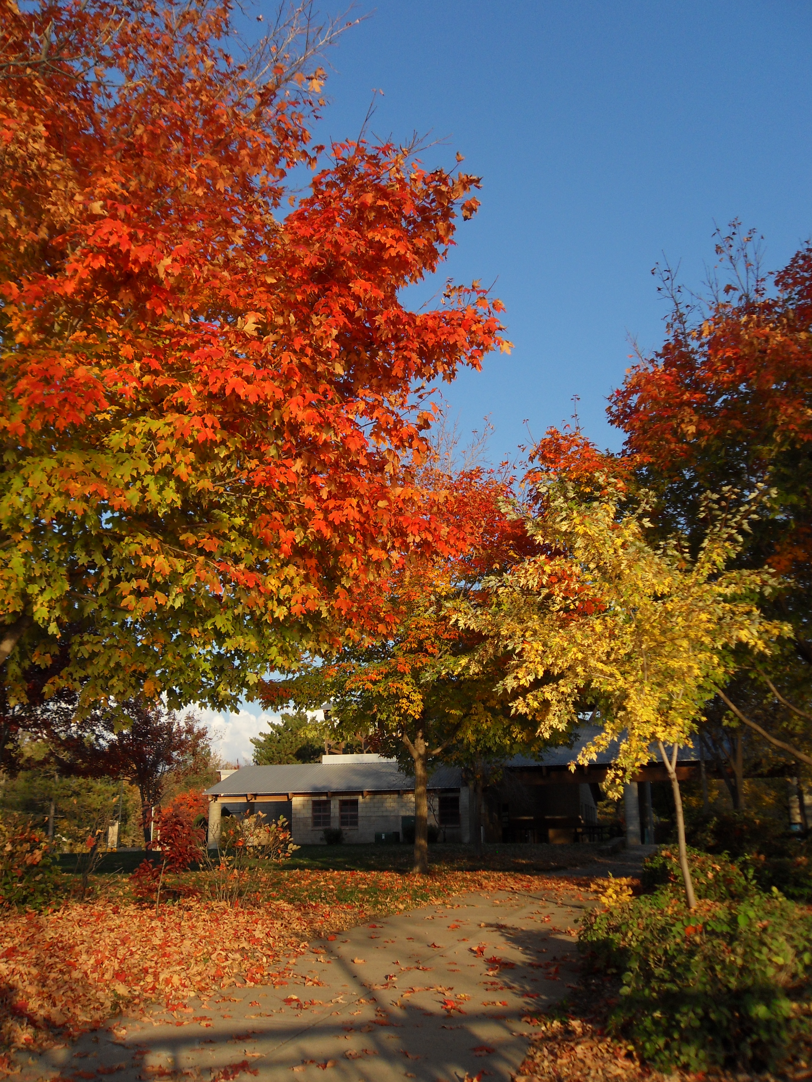 SDC11038 alex fall tree with house